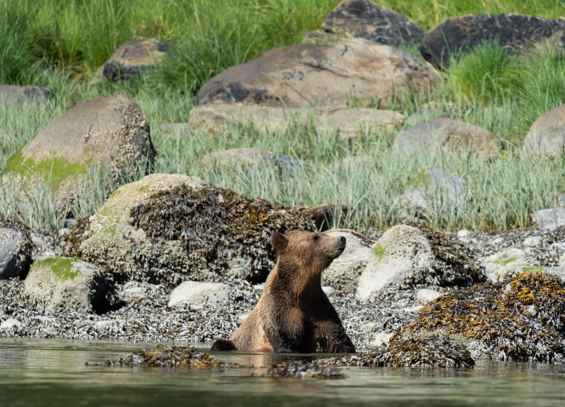A grizzly among barnacled boulders at the tide line, turning over rocks