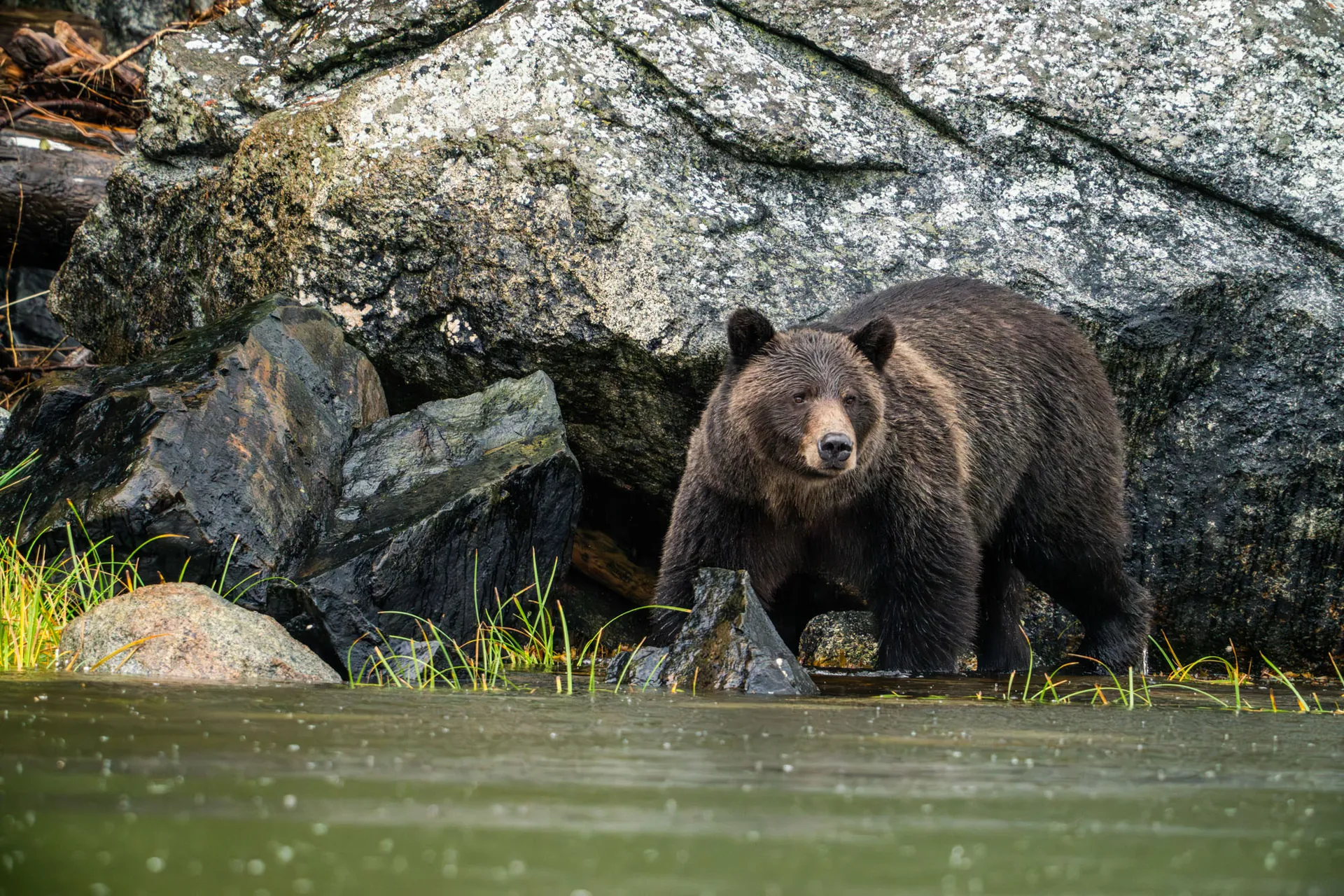 A grizzly at the water's edge below a rock face, coat wet, looking straight at the boat