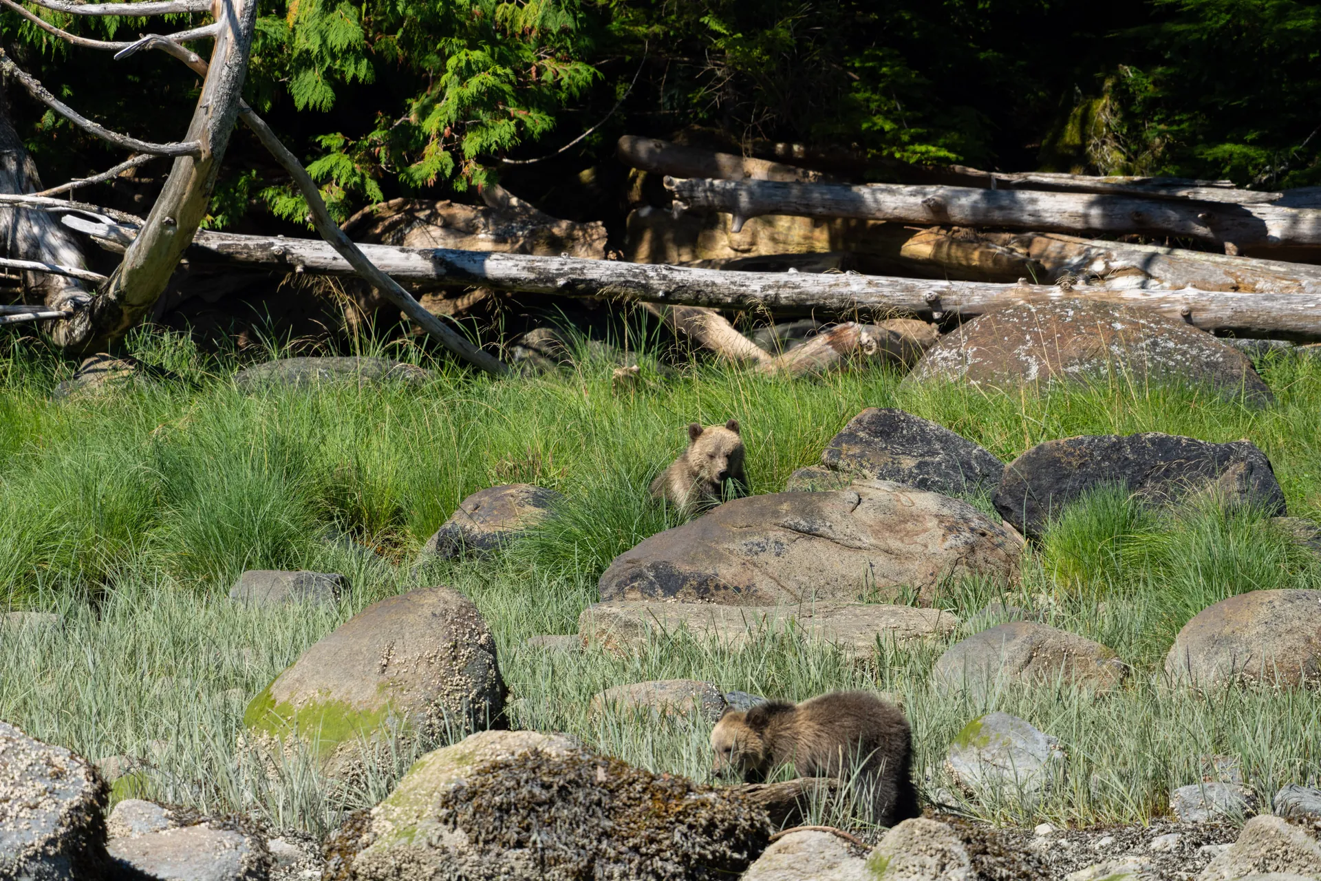 A grizzly grazing the estuary sedge with driftwood and forest behind