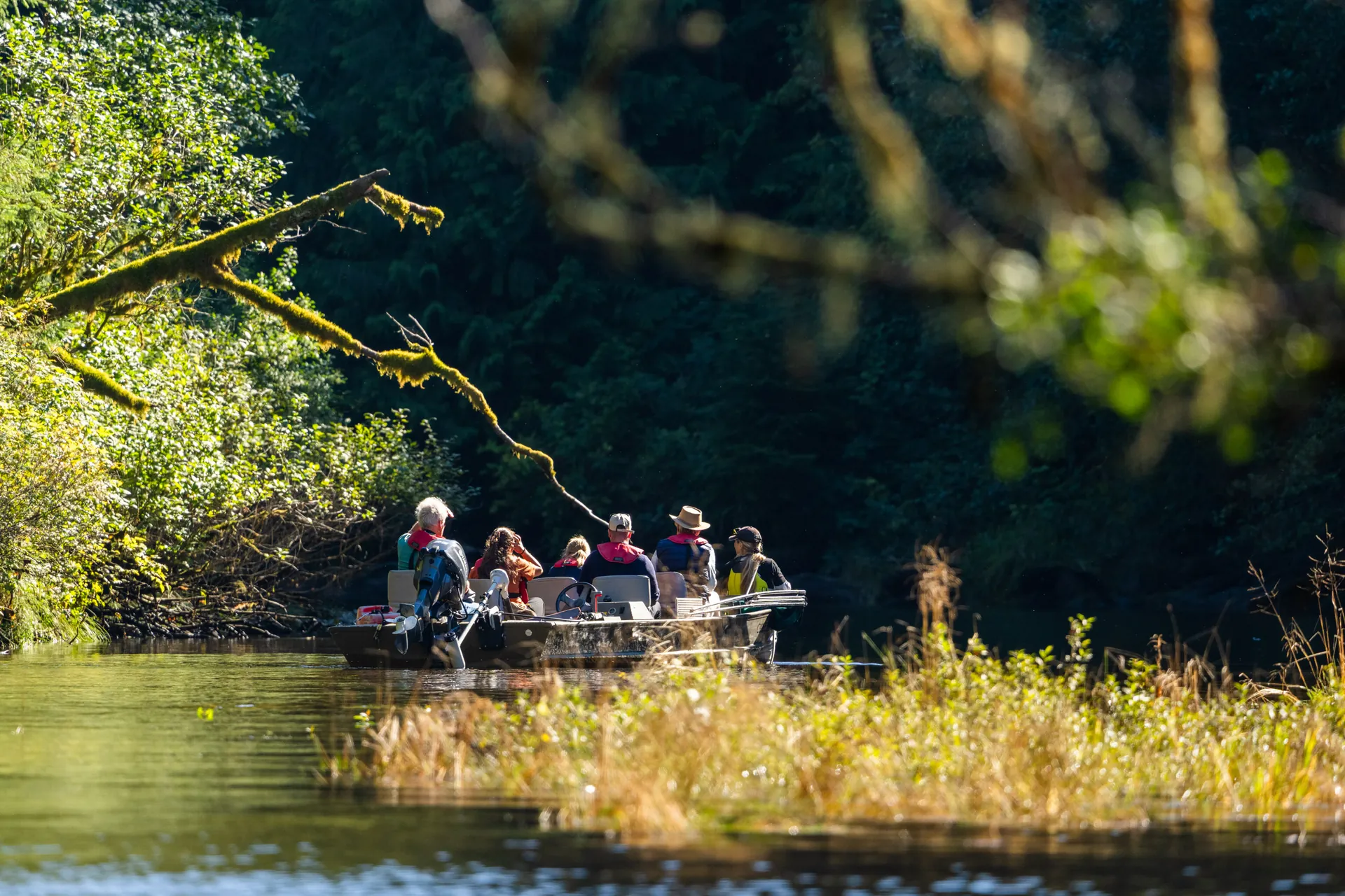 The boat with guests under overhanging cedars on the river, everyone looking one way