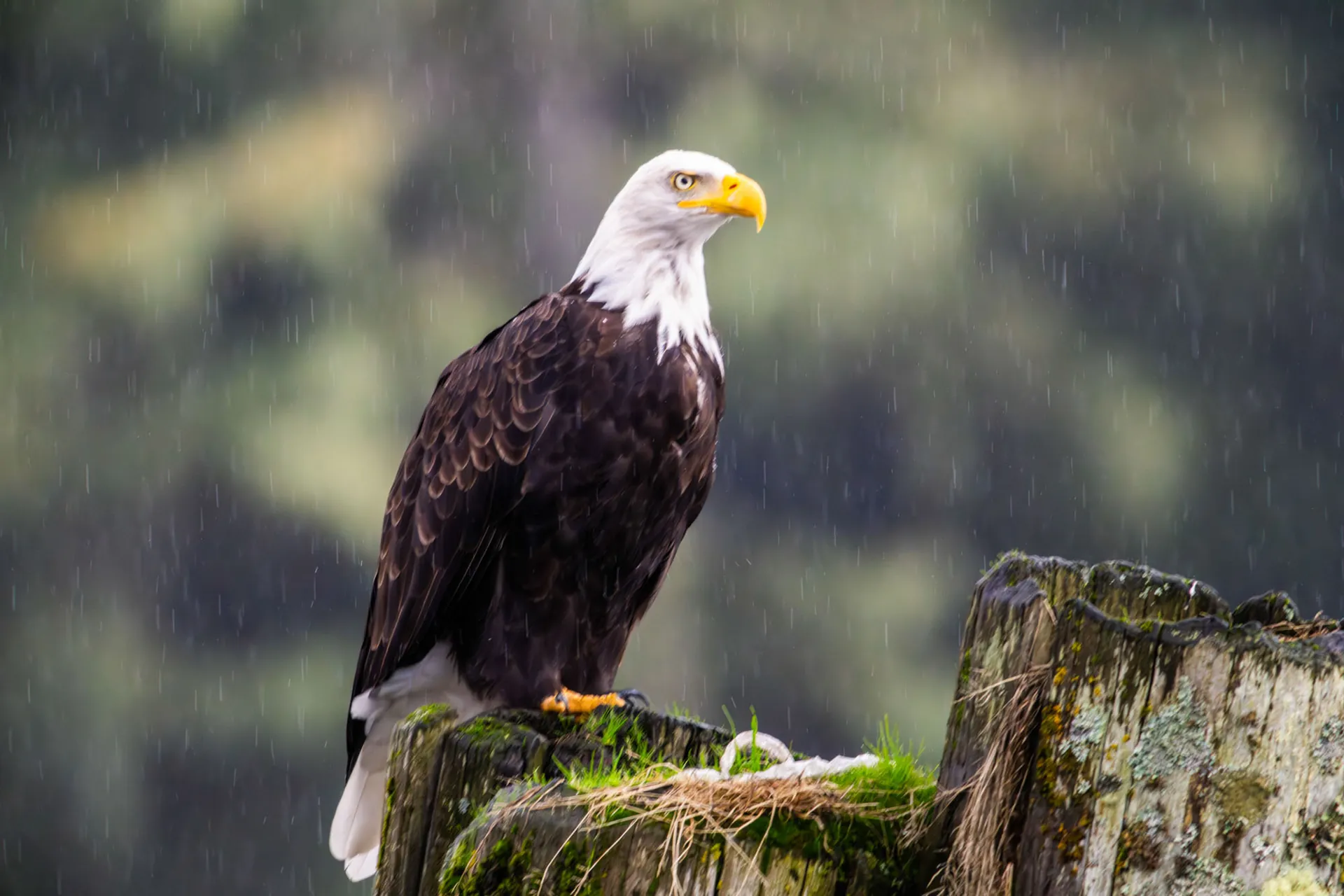 A bald eagle on a stump in the rain, feathers beaded with water