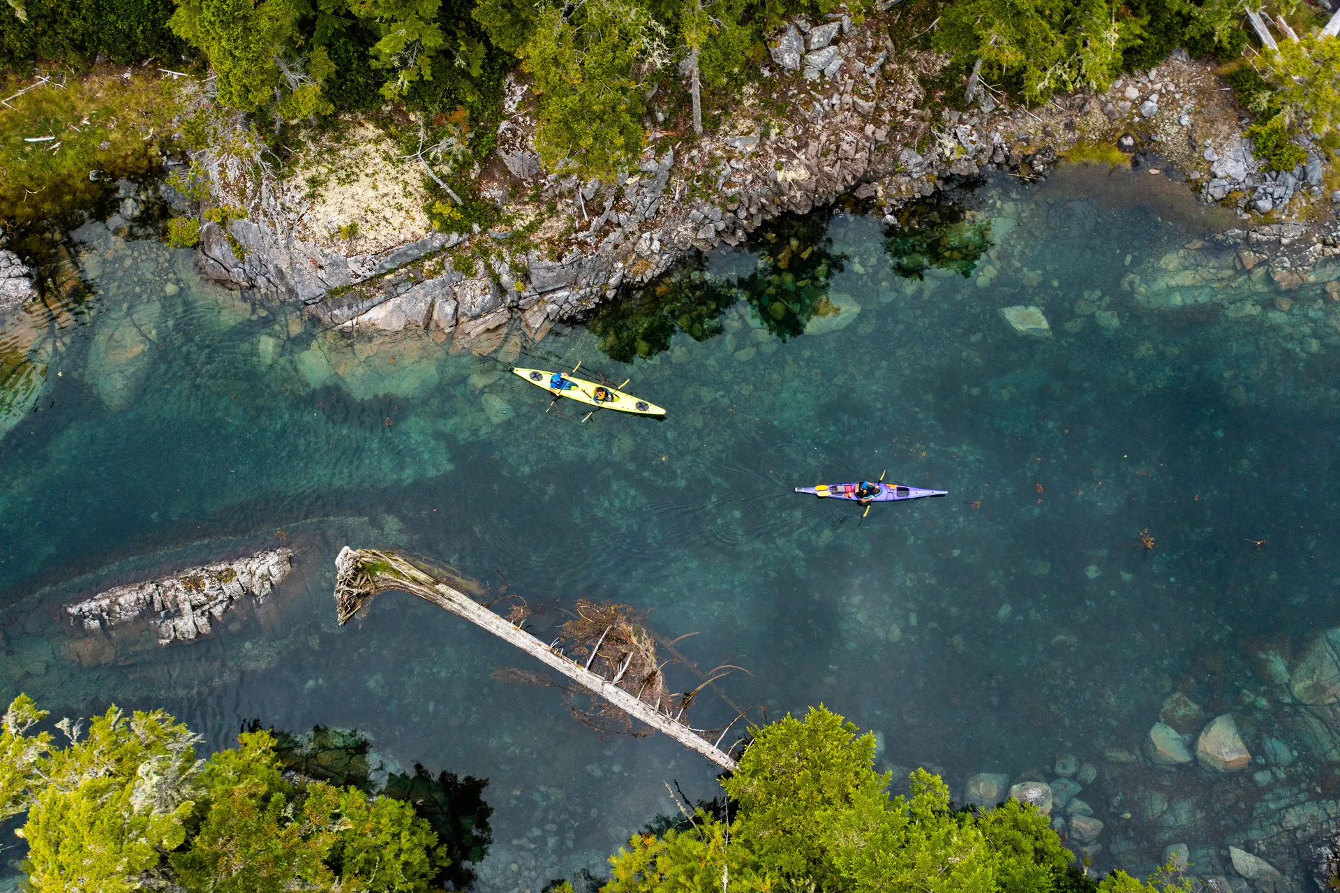Overhead aerial of two sea kayaks over clear turquoise water and a sunken log near the rocky shore