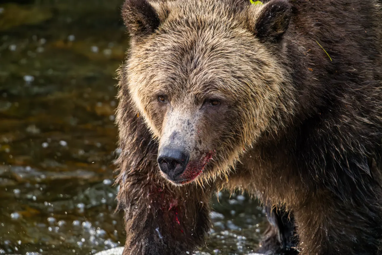 A grizzly bear at close range in the river, water on its fur and its muzzle red from a salmon, looking straight at the camera