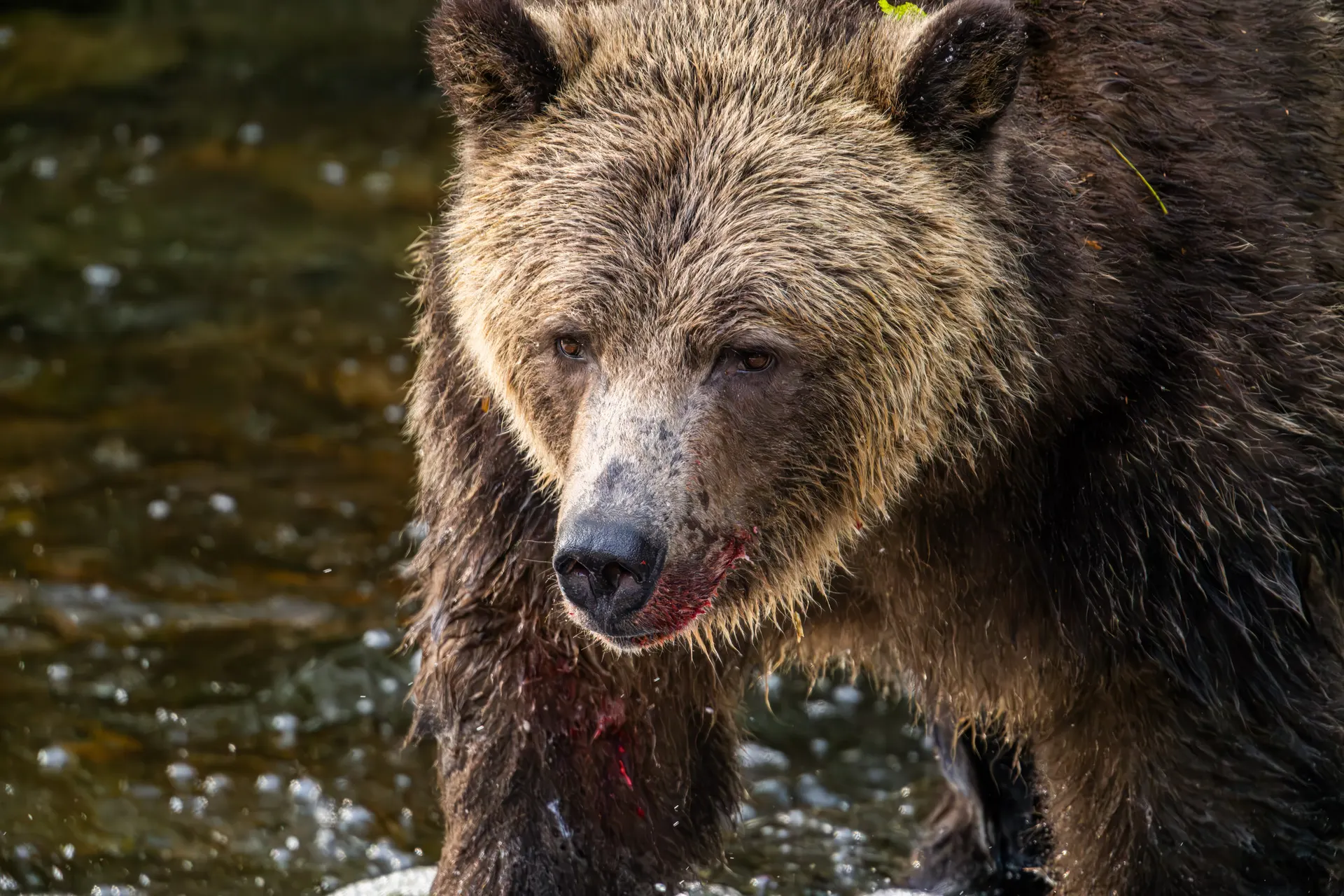 A grizzly bear at close range in the river, water on its fur and its muzzle red from a salmon, looking straight at the camera