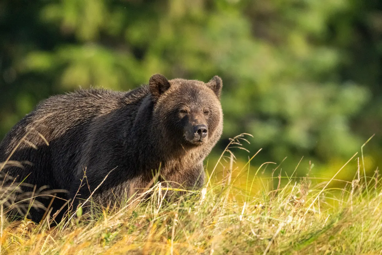 A grizzly standing in golden autumn sedge grass, backlit, with the estuary forest soft behind it