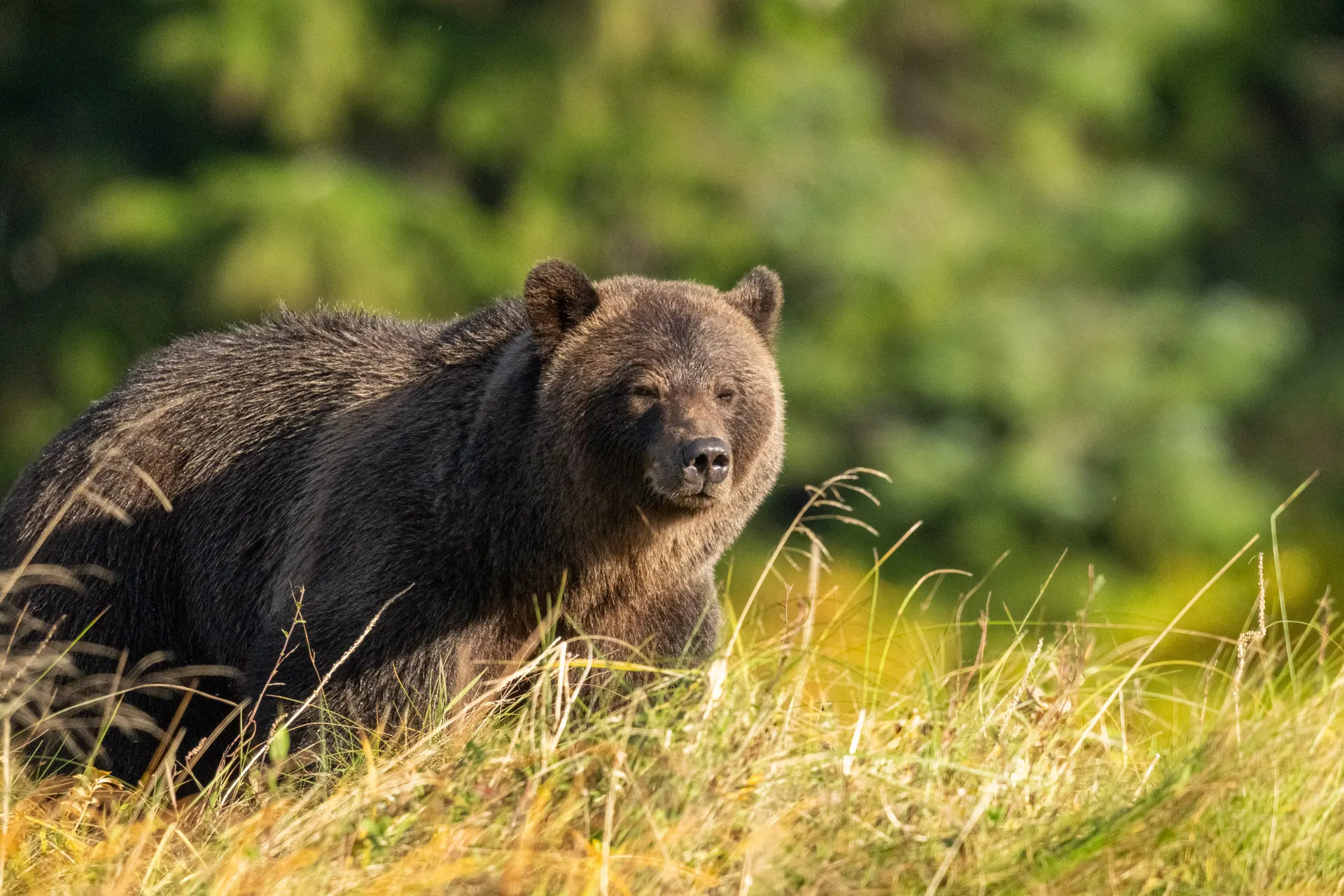 A grizzly standing in golden autumn sedge grass, backlit, with the estuary forest soft behind it