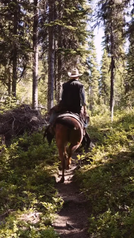 A rider in a wide-brimmed hat on a mule on a forest trail at Caverhill