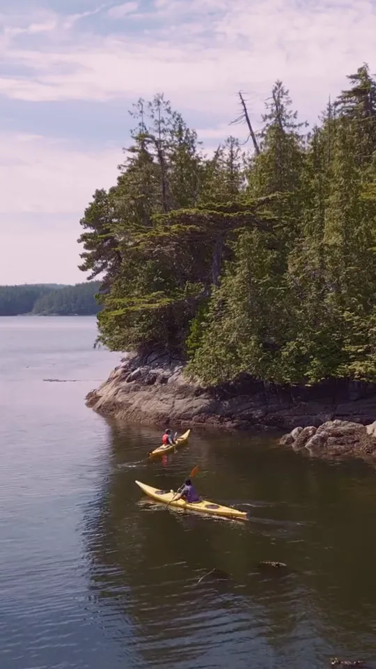 Two yellow sea kayaks from above, paddling along a rocky forested shoreline