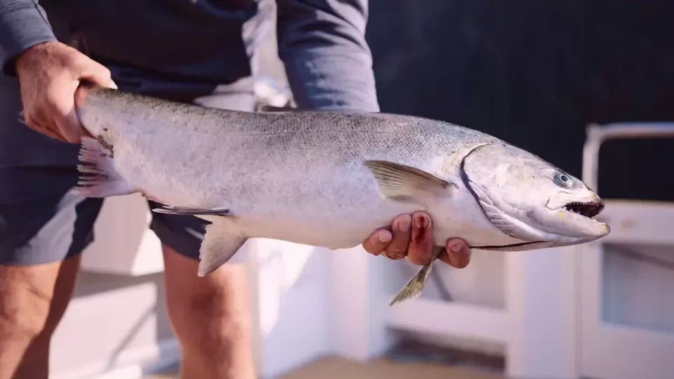 Two hands holding a bright chinook salmon over the side of the boat
