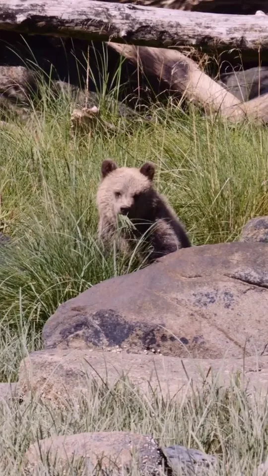 A grizzly cub sitting up in the estuary grass among boulders, looking toward the camera