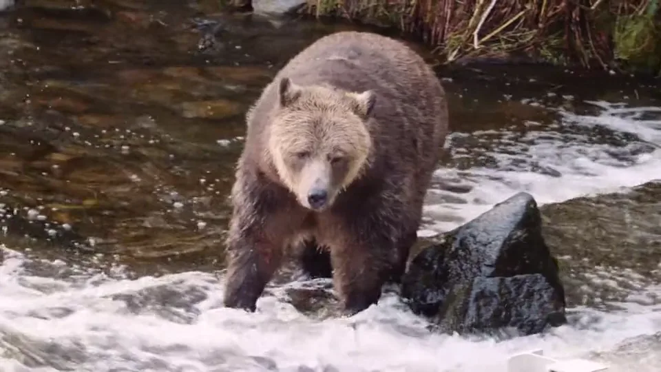 A grizzly wading through the white water of the spawning channel below the stands, a gull standing on a rock behind it