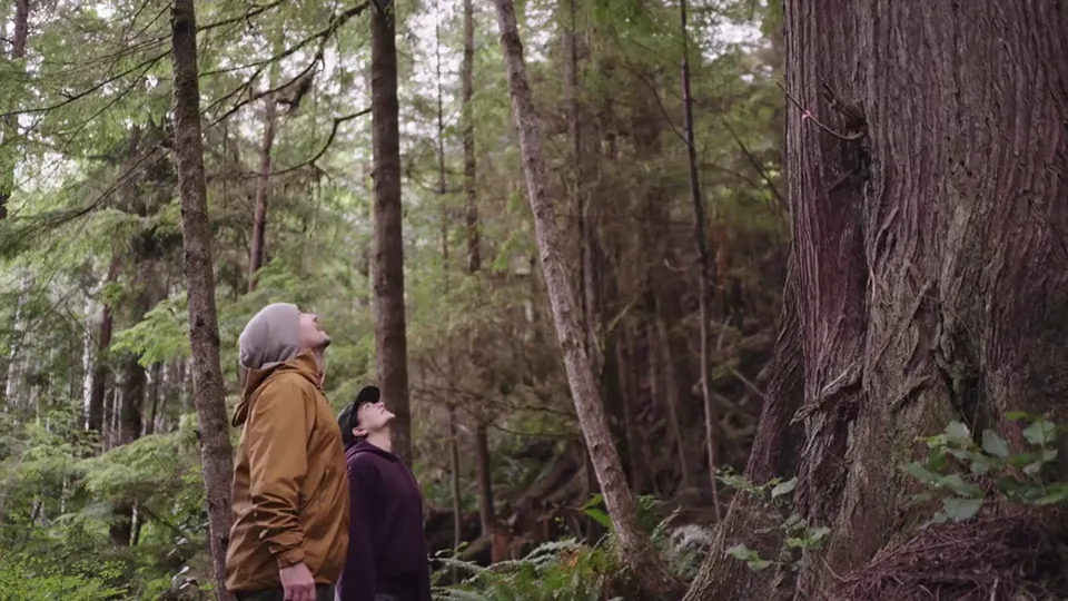 Two guests in the old-growth forest behind the camp, looking up at the trunks